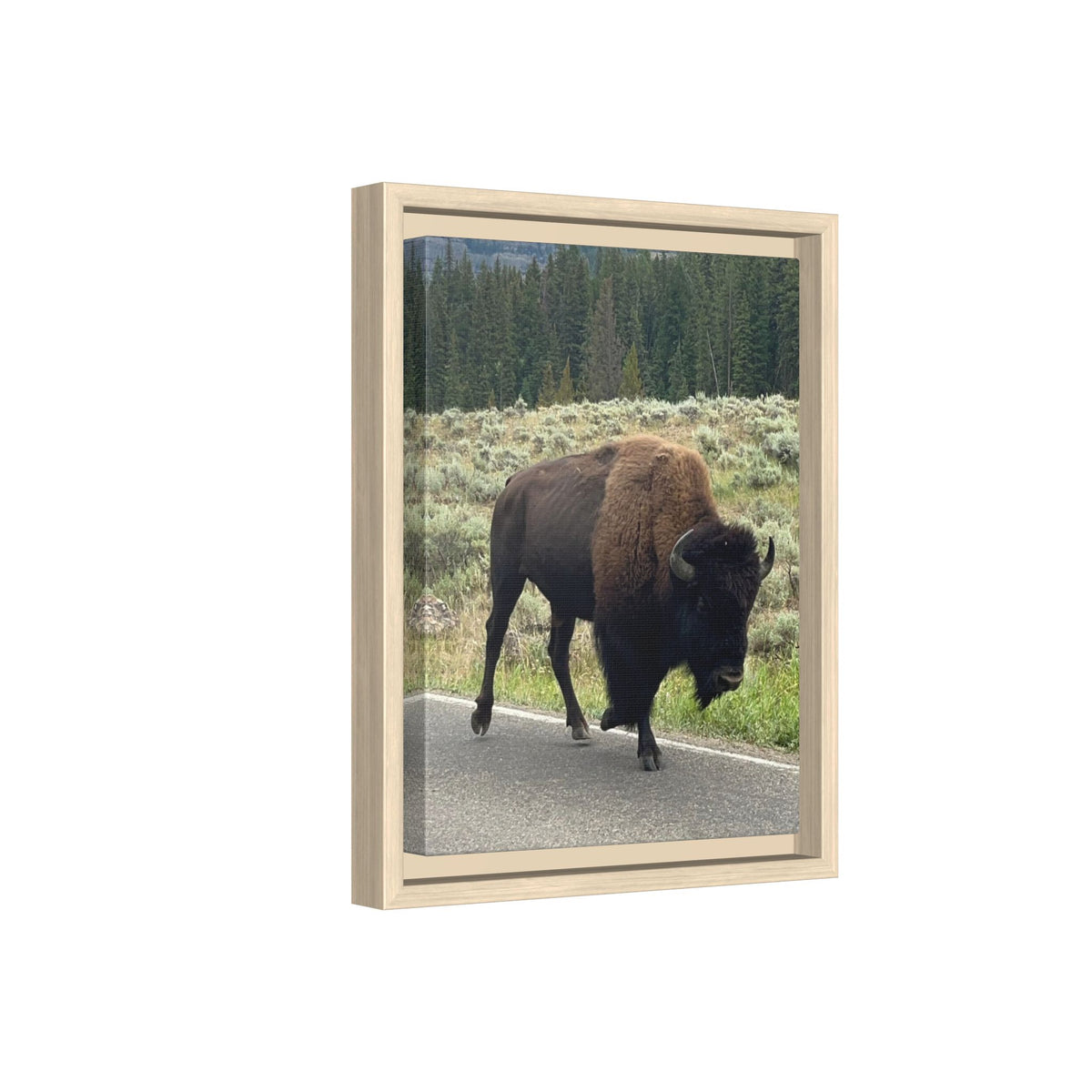 Bison Photo Matte Canvas Framed | Wildlife Wall Art