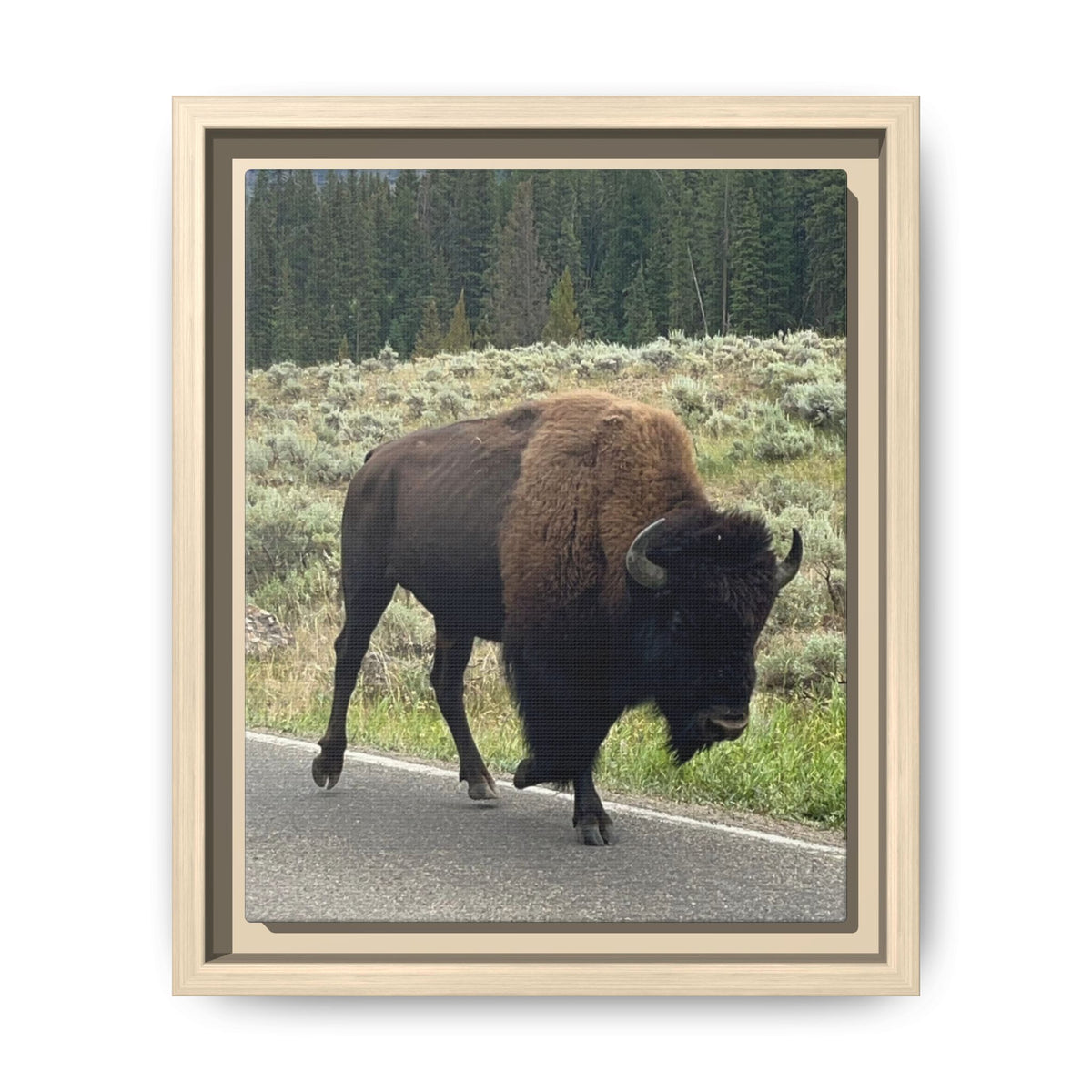 Bison Photo Matte Canvas Framed | Wildlife Wall Art