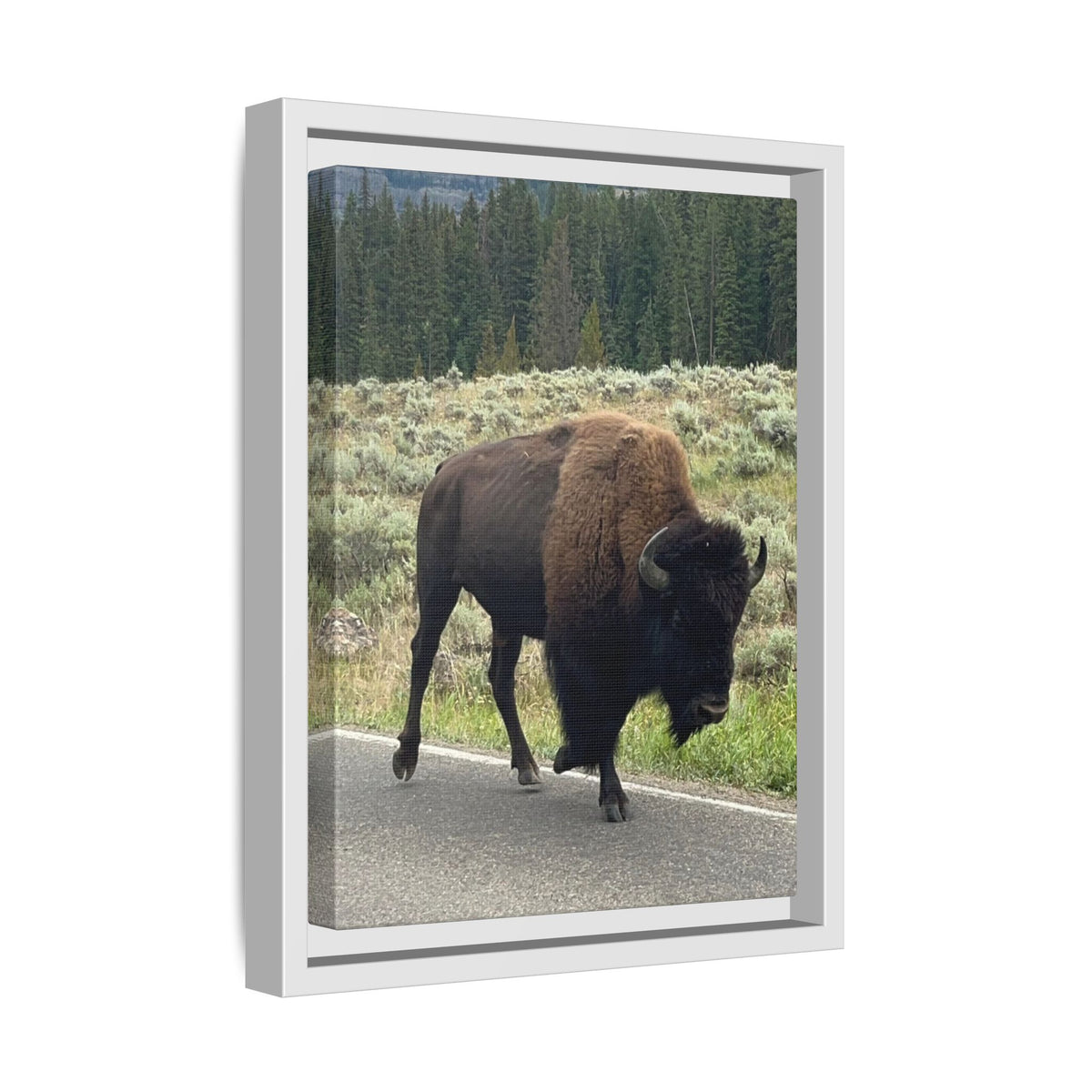Bison Photo Matte Canvas Framed | Wildlife Wall Art