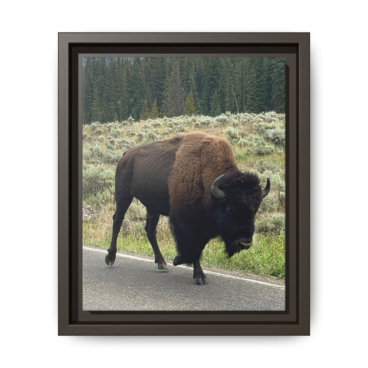 Bison Photo Matte Canvas Framed | Wildlife Wall Art